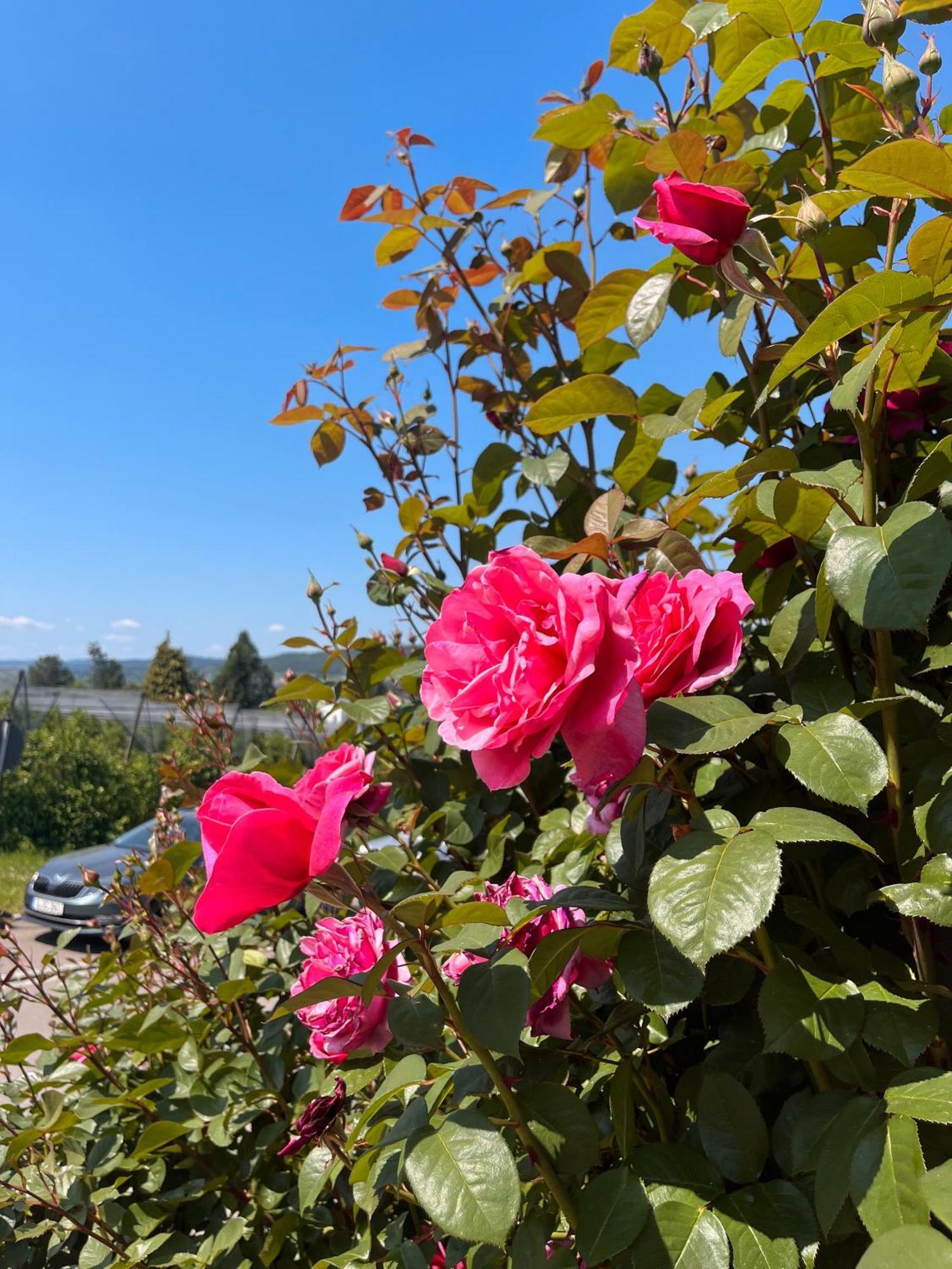 Ferienwohnungen Im Rosengarten 博德曼路德维希港 外观 照片