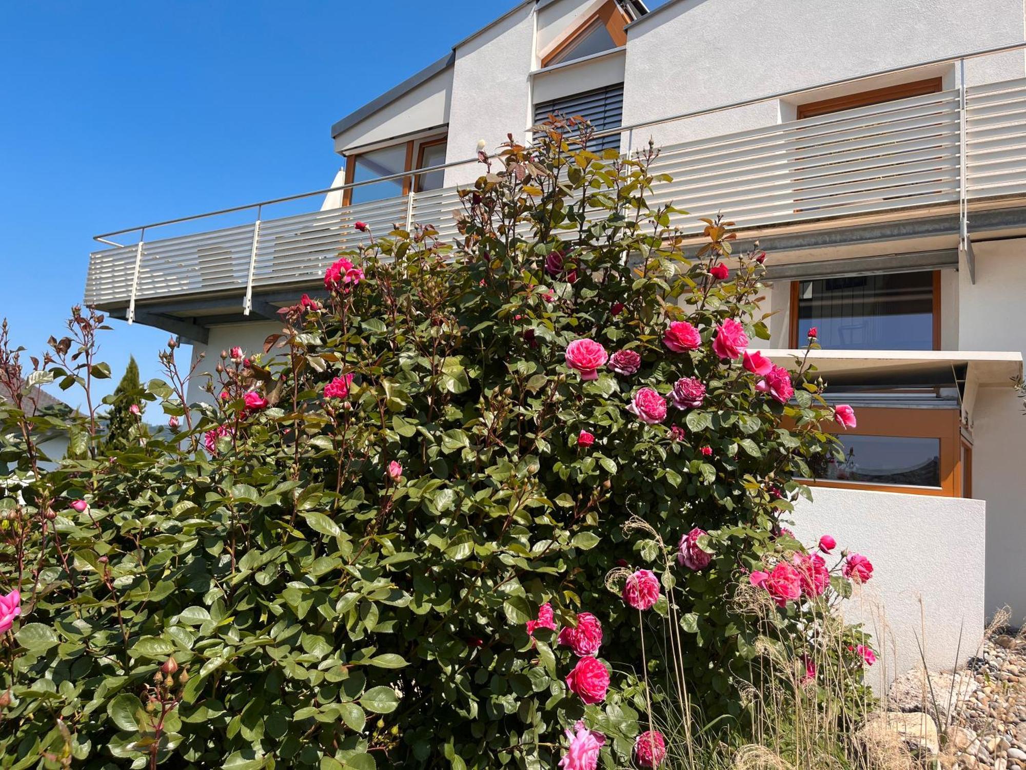 Ferienwohnungen Im Rosengarten 博德曼路德维希港 外观 照片